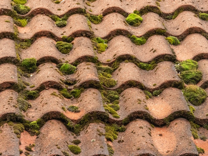 Roof-Moss-Control-Spanaway-WA