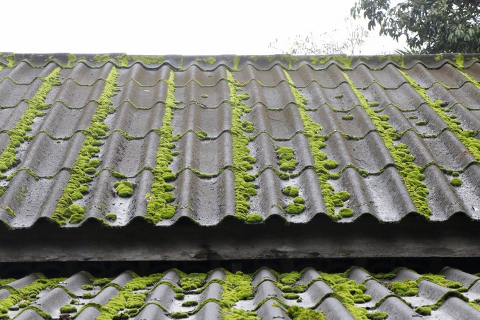 Tile-Roof-Moss-Control-Puyallup-WA