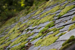 Expert Orting roof moss solutions in WA near 98360